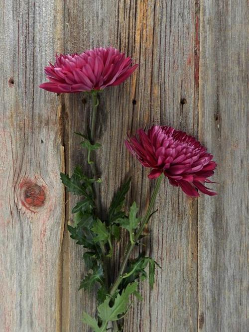 TORNADO CREMONE  PURPLE DISBUDS/MUMS